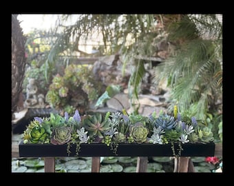 36 x 9 “ wide Extra Large faux succulent arrangement in a black base