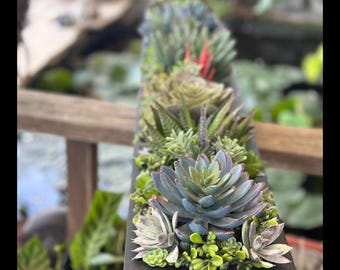 35 x 6 inch Faux succulent arrangement black planter box realistic succulents
