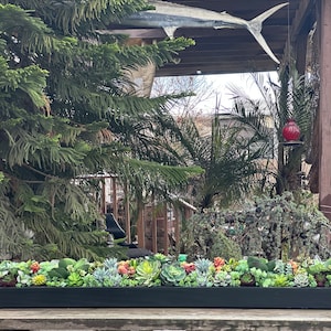 60 x 8“ wide Extra Large faux succulent arrangement in a black wood planter box-realistic succulents