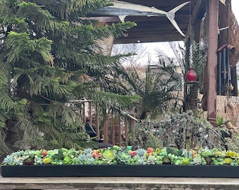 60 x 8“ wide Extra Large faux succulent arrangement in a black wood planter box-realistic succulents
