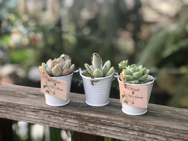 25 Succulent Baby Shower Favors Succulent Favors Special Etsy 25 Succulent Baby Shower Favors Succulent Favors Special Etsy
