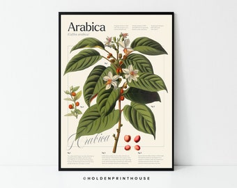 May include: A vintage botanical illustration of an Arabica coffee plant (Coffea arabica) with white flowers and red berries. The illustration is framed in black and has the text "Arabica" and "Coffea arabica" at the top.