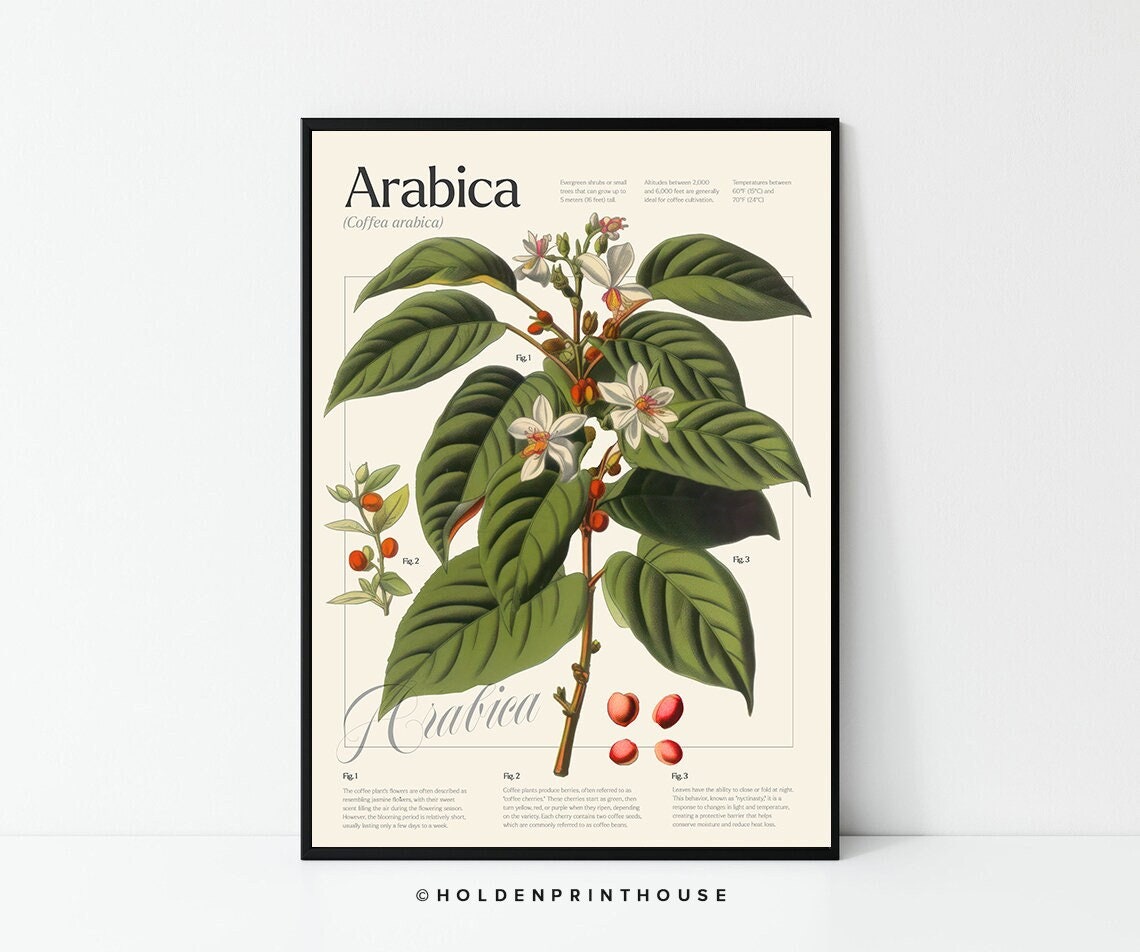 Vintage Coffee 'arabica' Plant Poster // Botanical Decor, Wall Art, Gift  Idea, Coffee Poster - Etsy Ireland