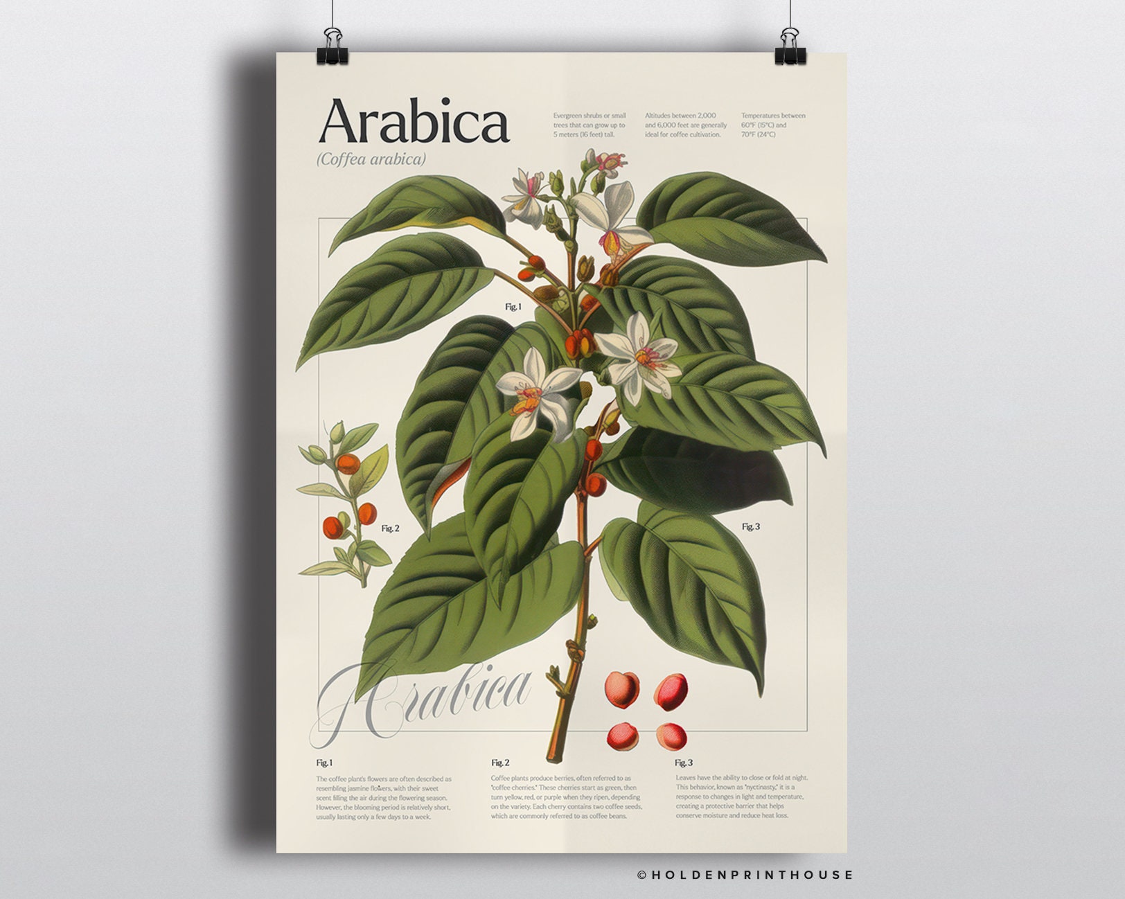 Vintage Coffee Plant Poster // Botanical Decor Wall Art Gift Etsy