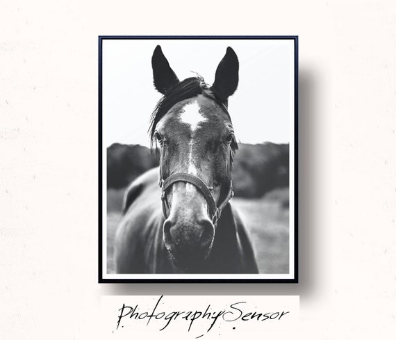 Horse Print Beautiful Horse Photo Black And White Animal Etsy