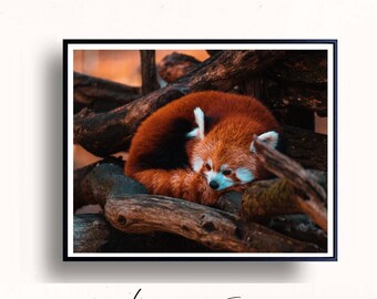 Photography Fox Printable, Fox Poster, Forest Animals, Wood Wall Art, Safari Nursery, Jungle Nursery, Minimalist Poster, Digital Download,