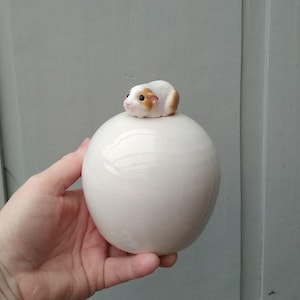 Urna Cavia para Personalizaciones - SIN NOMBRES