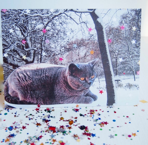 British Blue Shorthair Cat Birthday Card British Blue Cat Etsy