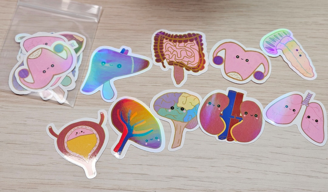 Anatomy Stickers. Ultrasound Stickers. Medical Anatomy Stickers Cute