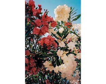 Authentic poster, Contemporary Photographer, JANG WOO CHUL, &lt;Flower-Sicilia, 2015&gt;