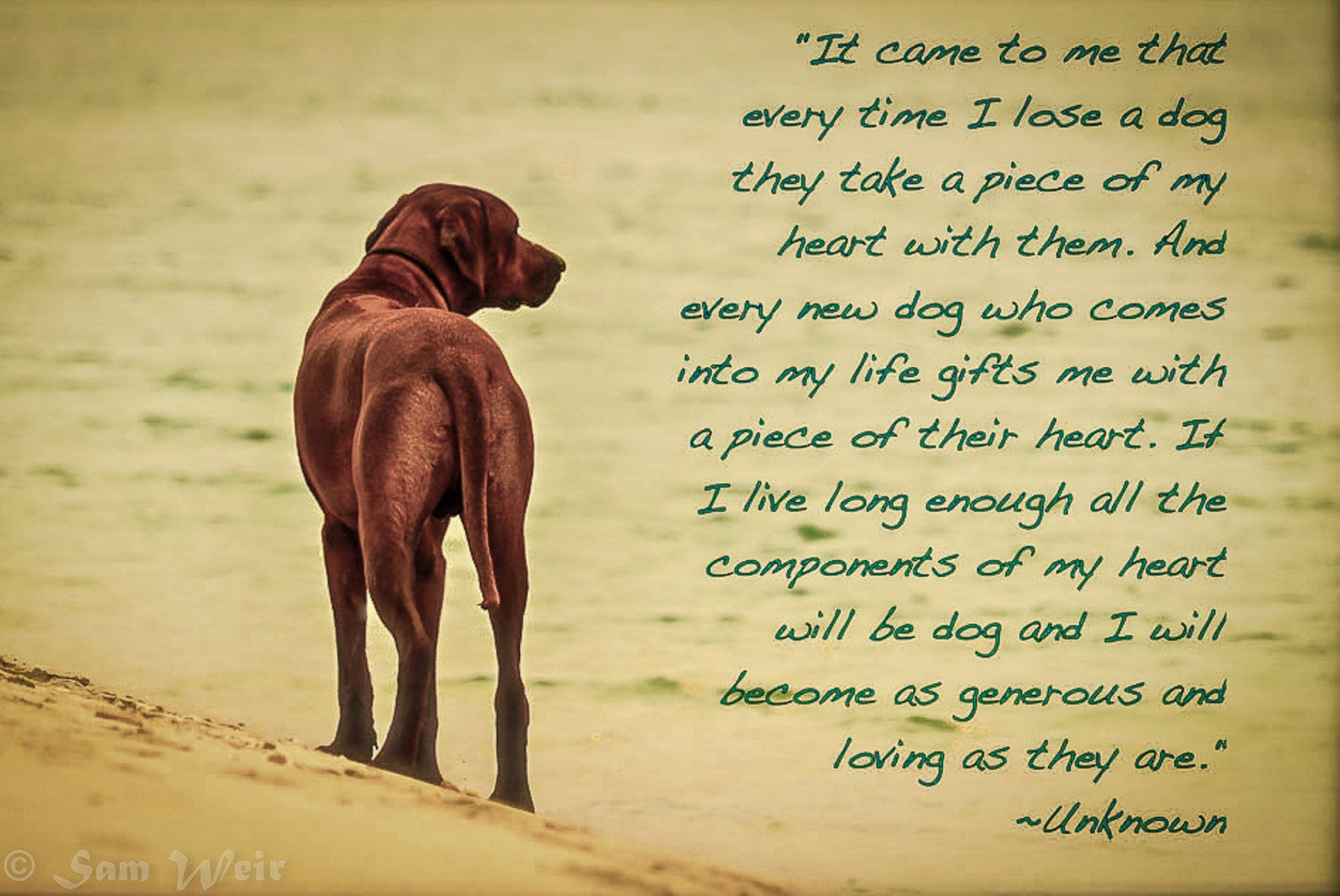 Rhodesian Ridgeback Blank Greetings Card Etsy