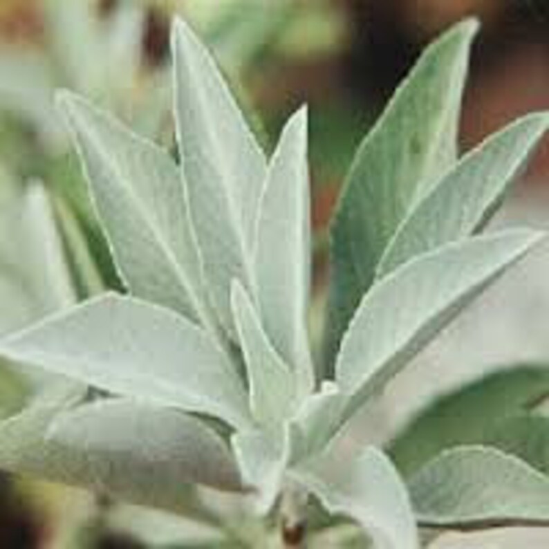 White Sage Healing Salve Etsy