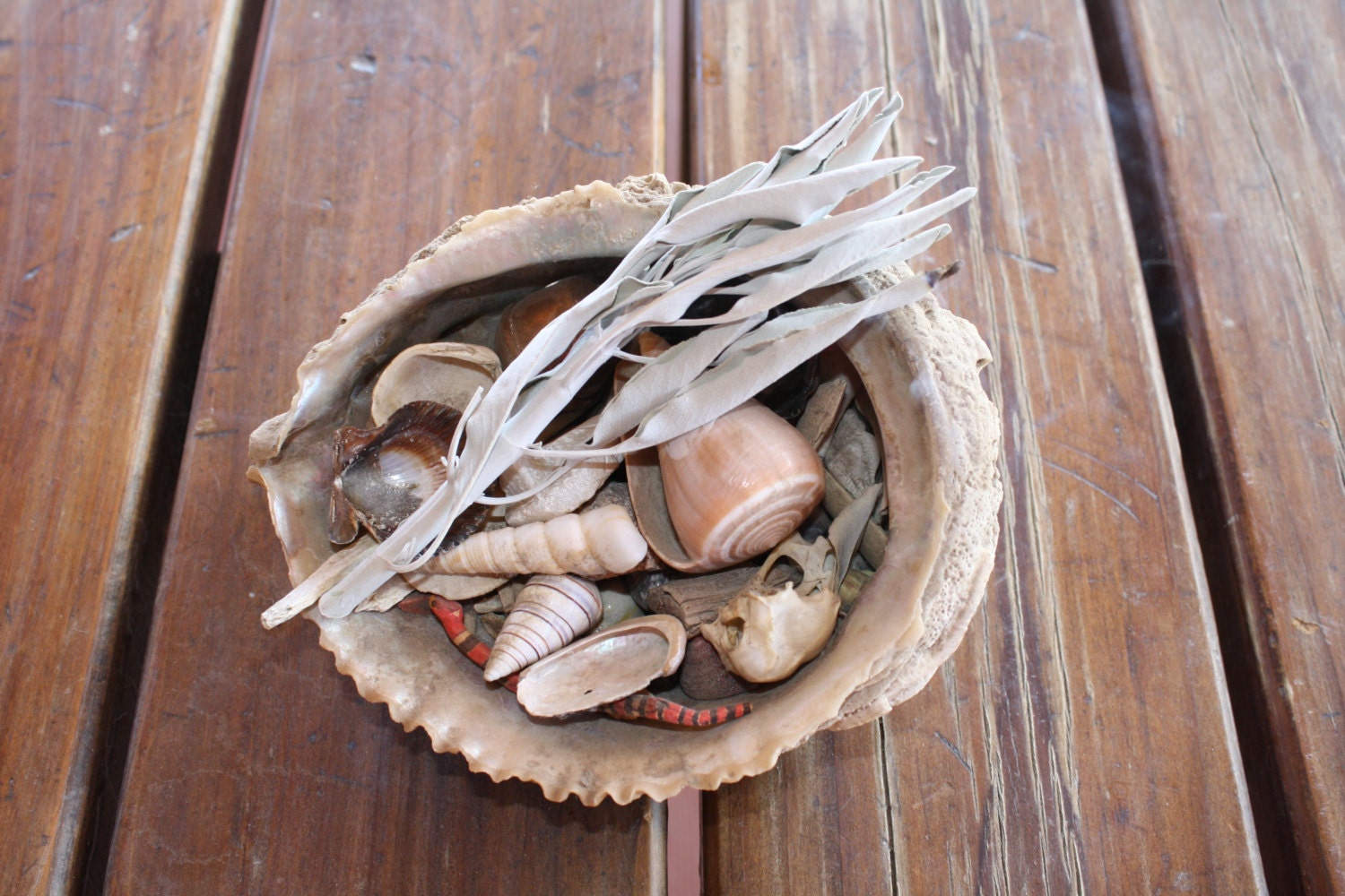 White Sage Healing Salve Etsy
