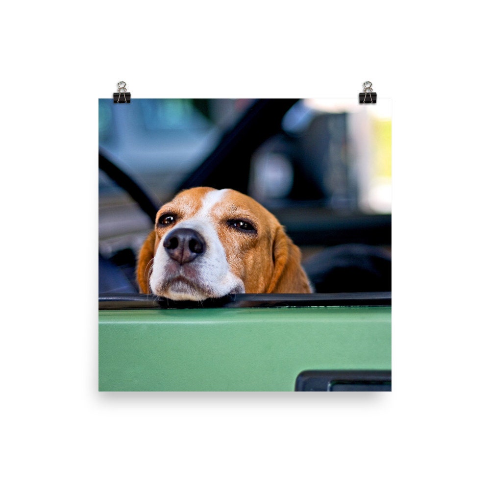Cute Beagle Dog Poster Photo Wall Art Gift - Etsy