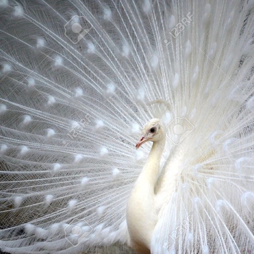 オルゴナイト ガネーシャ（99.99% 純亜鉛/銅） - Etsy 日本