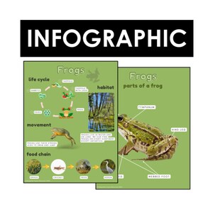 Frogs: Life Cycle & more | Early Reader Infographic