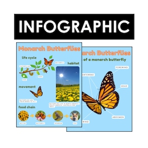 Monarch Butterflies: Life Cycle & more | Early Reader Infographic