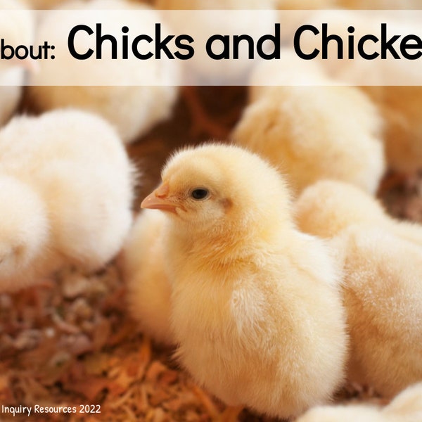 All About Chicks & Chickens: Digital Nonfiction Book for Children