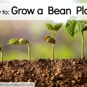 How to Grow a Bean Plant: Digital Nonfiction Book for Children