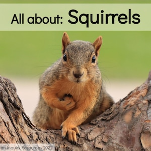 All About Squirrels: Digital Nonfiction Book for Children