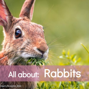 All About Rabbits: Digital Nonfiction Book for Children