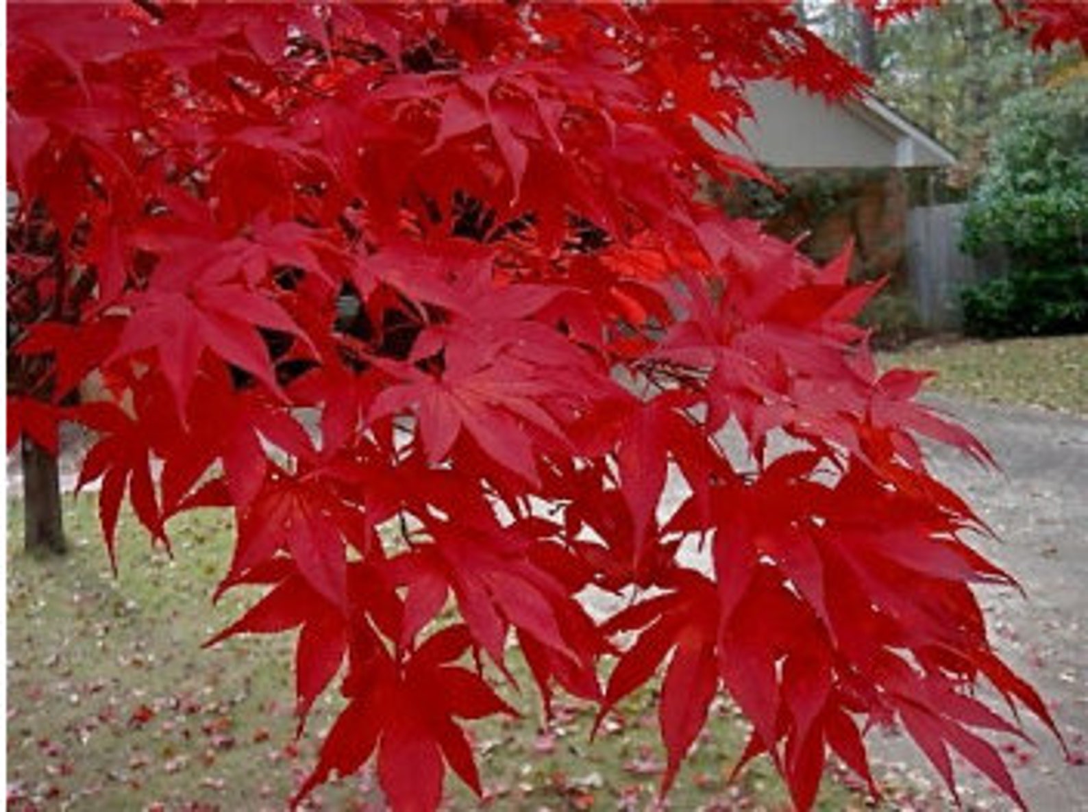 Moonfire Japanese Maple 2 - Year Live Plant.