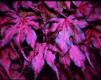 Purple Ghost Japanese Maple 1 - Year Live Plant