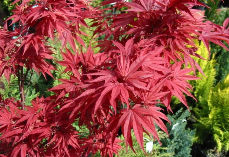 Year Live Plant Pixie Dwarf Japanese Maple 2
