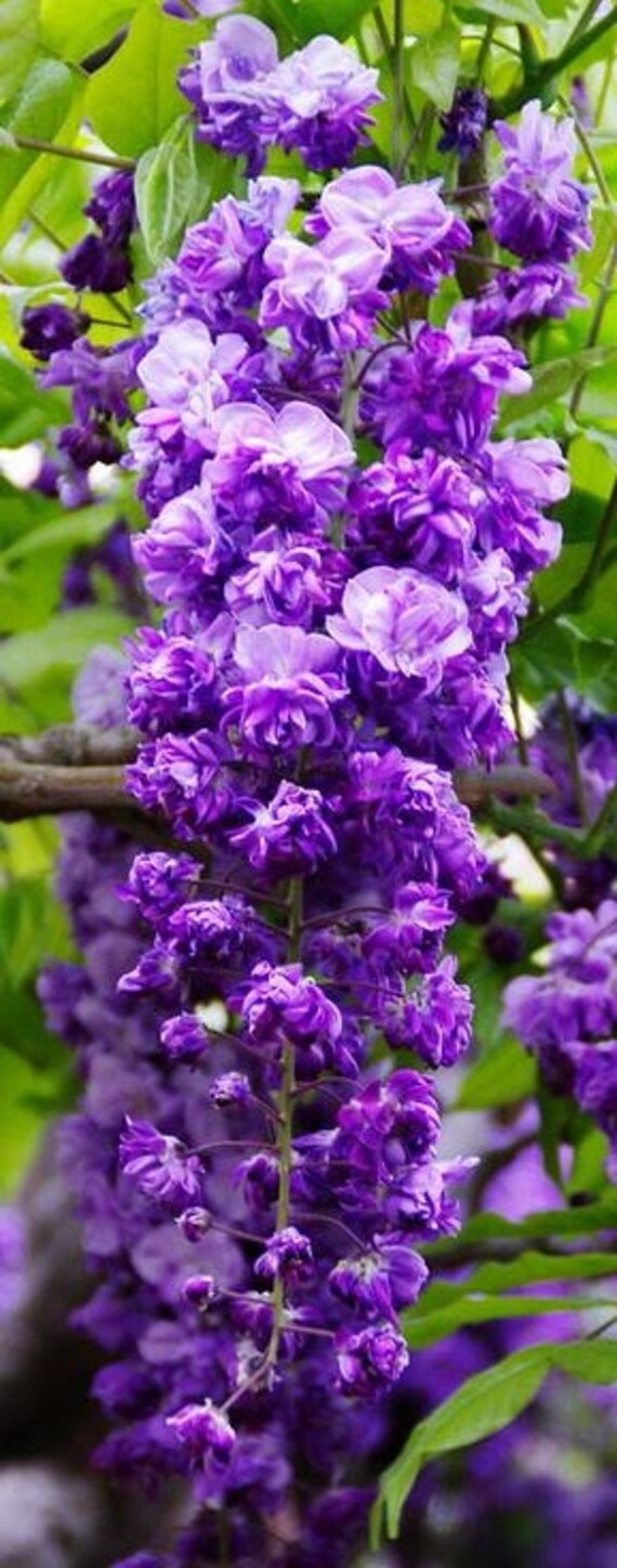 Black Dragon Wisteria a Double Flowering Fragrant Vine. 3 Etsy