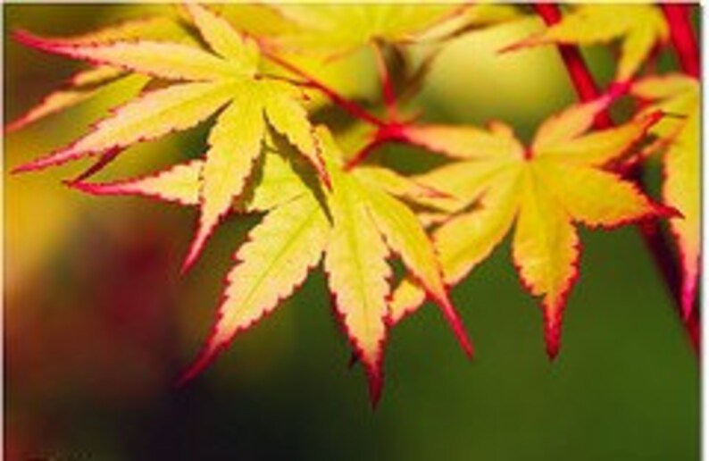Beautiful Coral Red Bark Coral Bark Japanese Maple Year Live Plant 1 Outdoor Gardening Plants Lifepharmafze Com