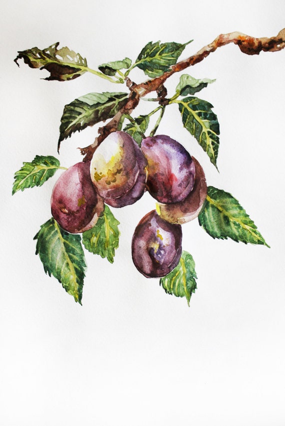 Plum Print Watercolor Painting Plums Watercolor Plum Art Decor Etsy