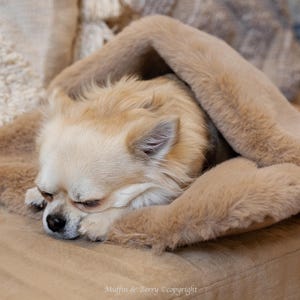 Puede incluir: Un pequeño chihuahua de color crema está acurrucado y durmiendo dentro de una cama de perro de piel sintética marrón suave.