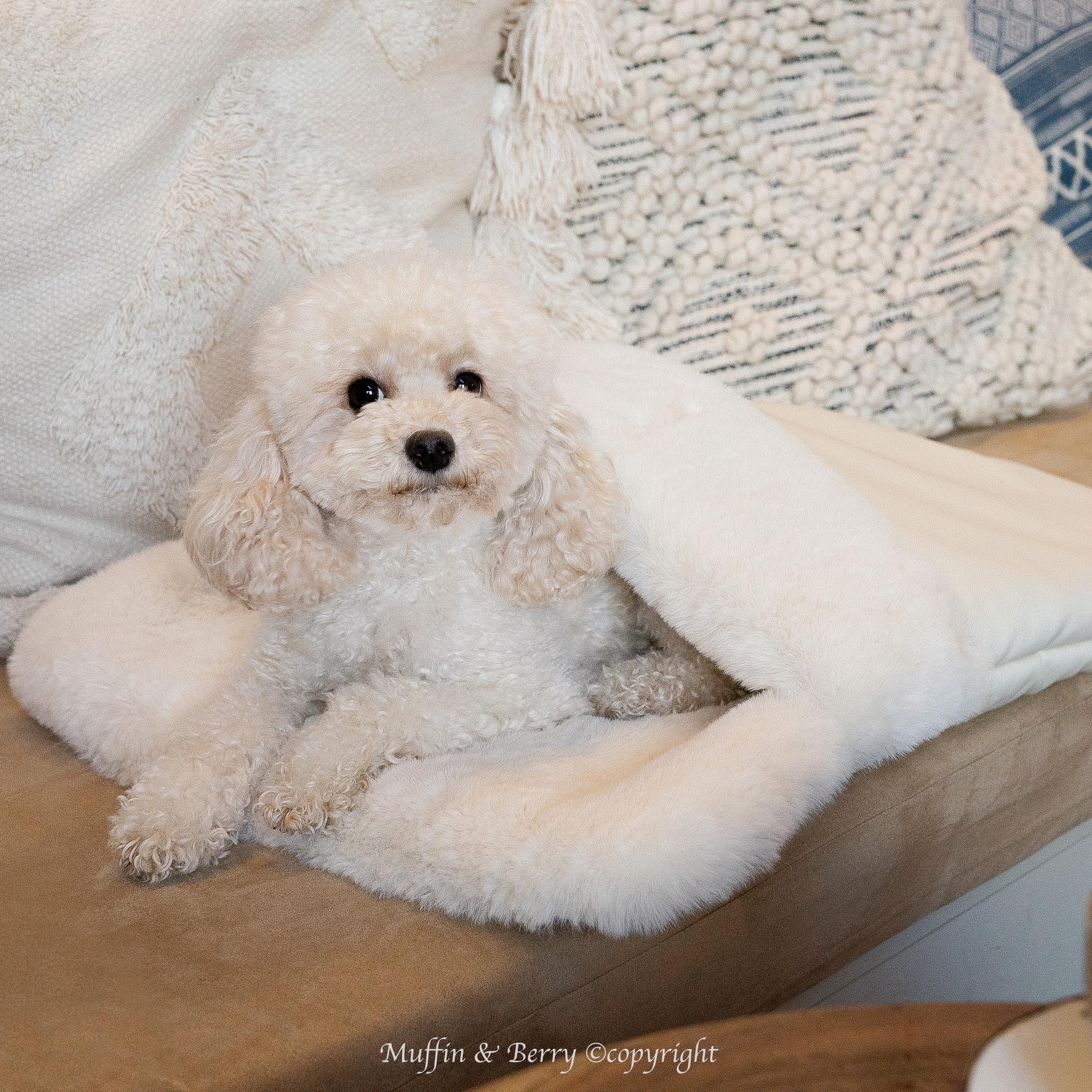 Luxury Faux-fur Snuggle Sack for Dogs ASPEN - Etsy