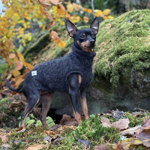 Könnte beinhalten: Ein kleiner, schwarz-brauner Hund mit einem dunkelgrauen Rollkragenpullover steht auf einer moosigen Oberfläche. Der Hund befindet sich in einer natürlichen Umgebung im Freien mit Herbstlaub und einer großen Felsformation im Hintergrund.