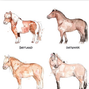 Large Print ' Ponies Breeds ' | Illustration of Ponies | Animal Watercolor Portrait | Equine | Marie-Eve Arpin Art | Horse Drawing | Artwork