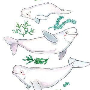 GROSSFORMAT Beluga Familie | Beluga Aquarell | Wale und Meerestiere Poster | Hergestellt in Quebec| Marie-Eva Arpin