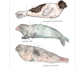 The Seals of the St. Lawrence | Marine Animals Poster | Marine Biology | Watercolor of Seal | Nature Quebec | Fauna | Educational Poster