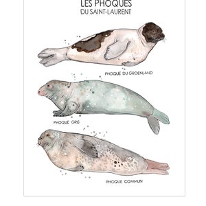 The Seals of the St. Lawrence | Marine Animals Poster | Marine Biology | Watercolor of Seal | Nature Quebec | Fauna | Educational Poster