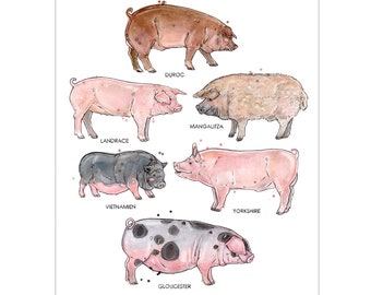 Poster of Pigs Breeds | Illustration of Pig | Farm Animals | Watercolor of Pigs | Stationery Made in Quebec | Marie-Eve Arpin
