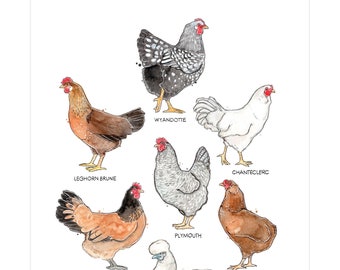 Chicken Illustration Etsy Chicken Illustration Etsy