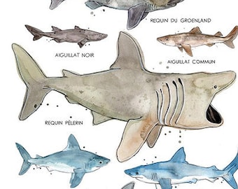 Sharks of the St. Lawrence | Marine Animals Poster | Marine Biology | Sharks watercolor | Nature Quebec | Fauna | Educational Poster