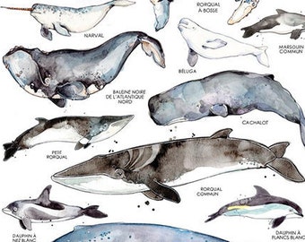 The Whales of St-Lawrence River | Illustration of Marine Animals | Marine Biology | Watercolor Whale | Nature of Quebec | Fauna | Education