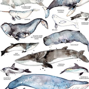 Les Baleines du Saint-Laurent Affiche Animaux Marins Biologie Marine Aquarelle de Baleines Nature Québec Faune Affiche Éducative image 1