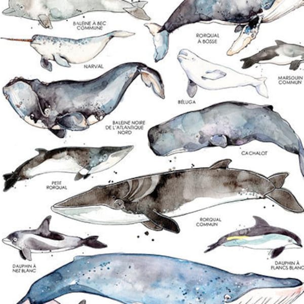 Les Baleines du Saint-Laurent | Affiche Animaux Marins | Biologie Marine | Aquarelle de Baleines | Nature Québec | Faune | Affiche Éducative