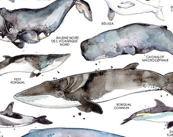The Whales of St-Lawrence River | Illustration of Marine Animals | Marine Biology | Watercolor Whale | Nature of Quebec | Fauna | Education