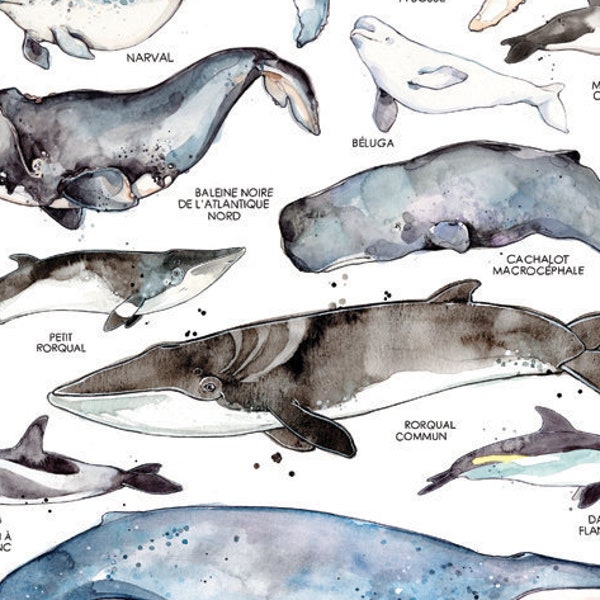 Les Baleines du Saint-Laurent | Affiche Animaux Marins | Biologie Marine | Aquarelle de Baleines | Nature Québec | Faune | Affiche Éducative