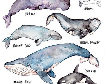 Whales Large Print | Whales Species Art | Watercolor | Marie-Eve Arpin | Narwhal Beluga | Illustration | Nature | Art | Marine Animal