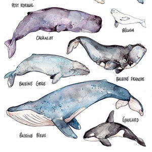 Whales Large Print | Whales Species Art | Watercolor | Marie-Eve Arpin | Narwhal Beluga | Illustration | Nature | Art | Marine Animal
