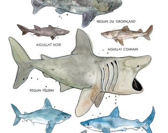 Sharks of the St. Lawrence | Marine Animals Poster | Marine Biology | Sharks watercolor | Nature Quebec | Fauna | Educational Poster