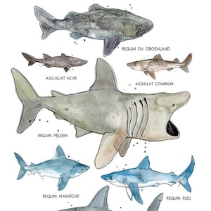Sharks of the St. Lawrence | Marine Animals Poster | Marine Biology | Sharks watercolor | Nature Quebec | Fauna | Educational Poster
